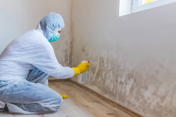 Licensed Basement Mold Removal service in Brick, NJ - WQB Mold Removal