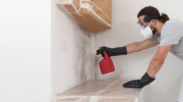 Professional Basement Mold Removal technician working in Brick, NJ