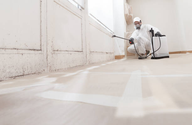 24/7 Emergency Basement Mold Removal experts in Brick, NJ