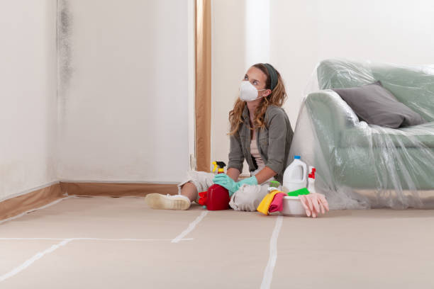 Reliable Basement Mold Removal contractor in Brick, NJ by WQB Mold Removal