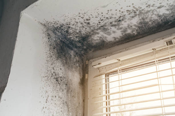 Affordable Basement Mold Removal solutions in Brick, NJ