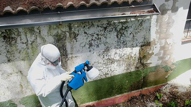 Top rated local Basement Mold Removal specialists in Brick, NJ